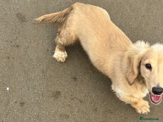 Miniature Dachshund dogs Long haired cream miniature dachshund - Advert 2