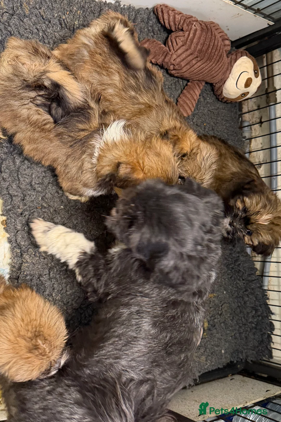 Lhasa Apso dogs for sale: Lhasa Apso male Puppies - Advert 5
