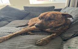 Mixed Breed dogs for sale: Beautiful loving dog in need of forever home - Advert 6