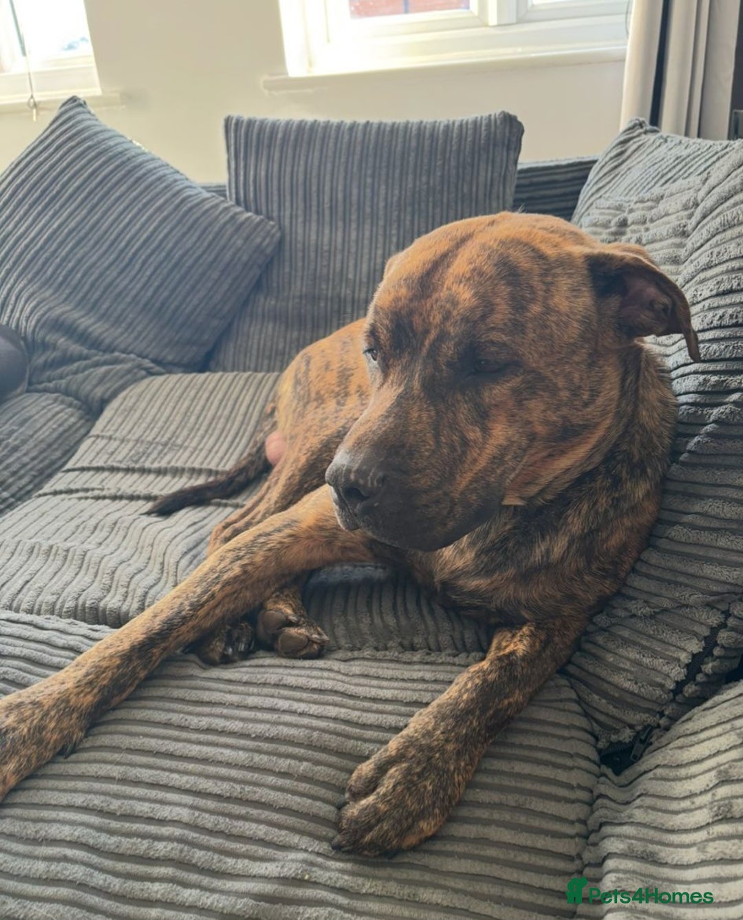 Mixed Breed dogs for sale: Beautiful loving dog in need of forever home - Advert 6