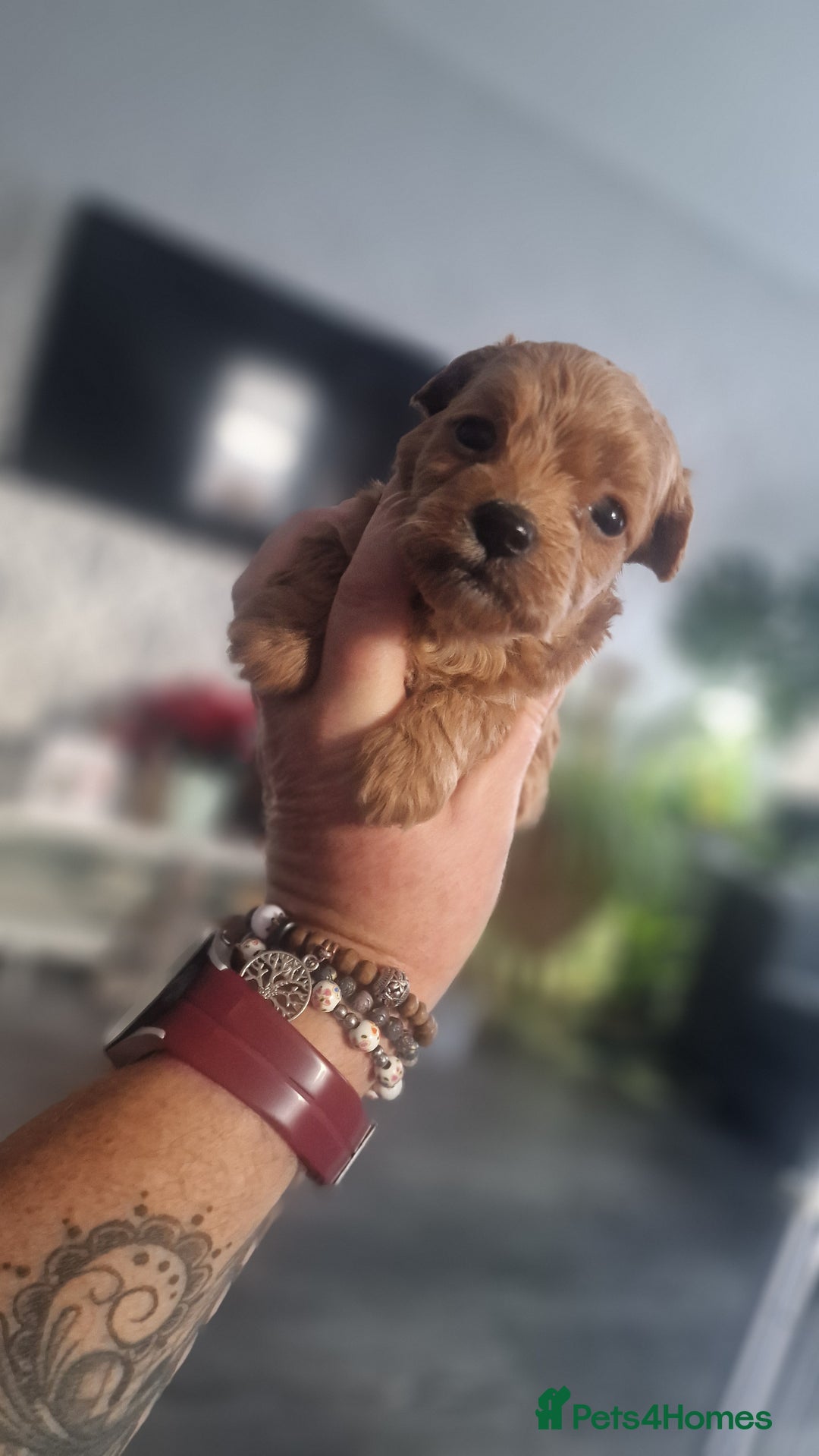 Chipoo dogs for sale: Asian chipoo  - Advert 7