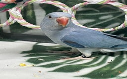 Ringnecks birds for sale: Baby blue Ringneck  - Image 1