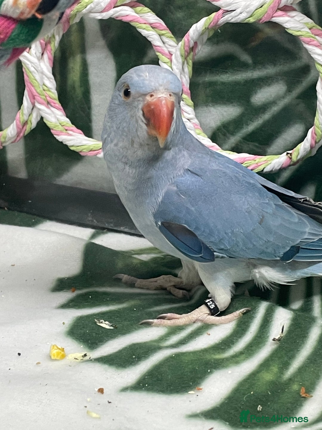 Ringnecks birds for sale: Baby blue Ringneck  - Image 1