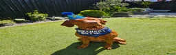Hungarian Vizsla dogs for stud: KC Hungarian Vizsla for Stud - Advert 8