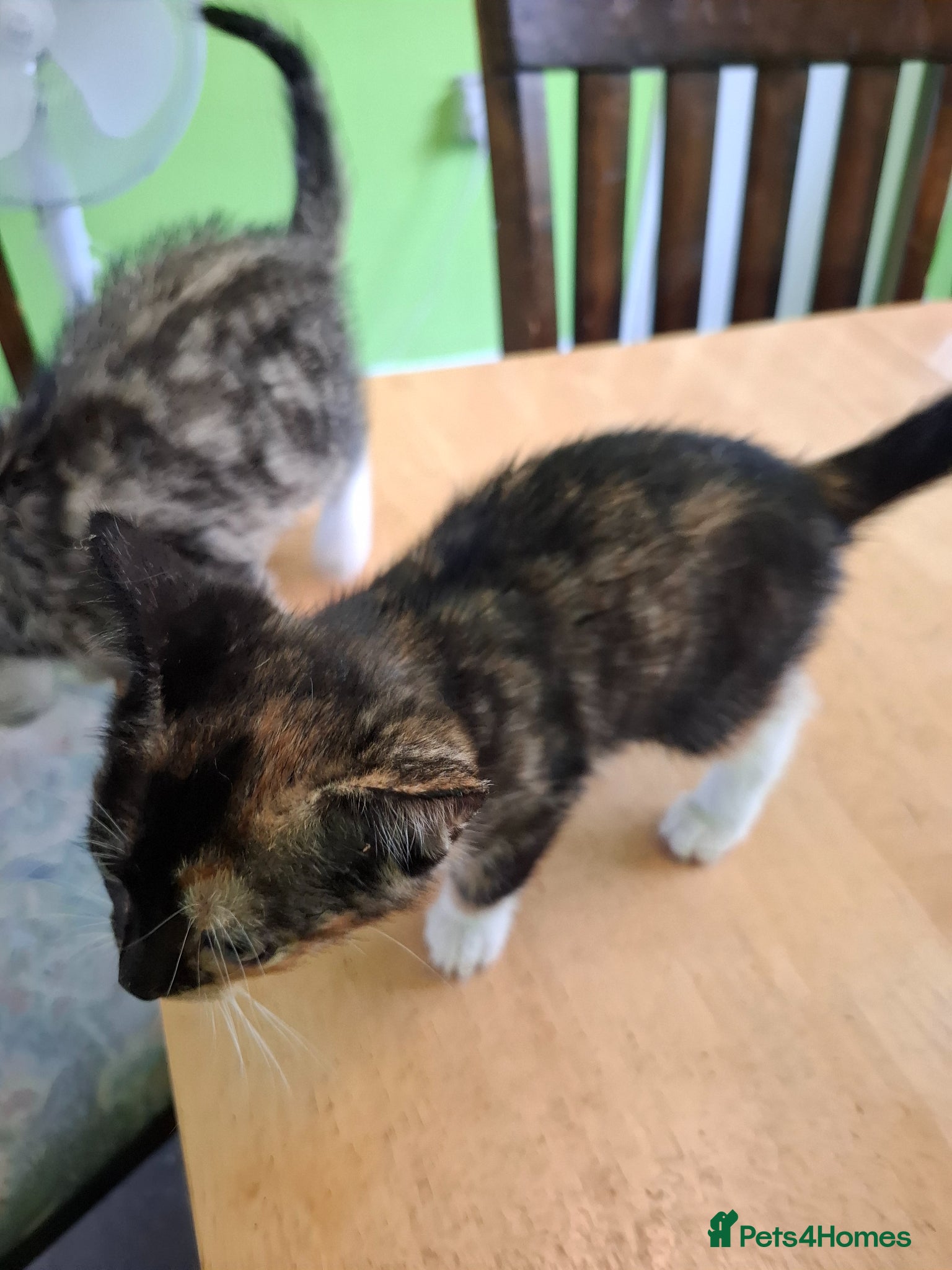 Mixed Breed cats for sale: Six 9 week old Kittens   - Advert 7