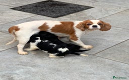 Cavalier King Charles Spaniel dogs for sale: Pedigree cavalier puppies  - Image 4