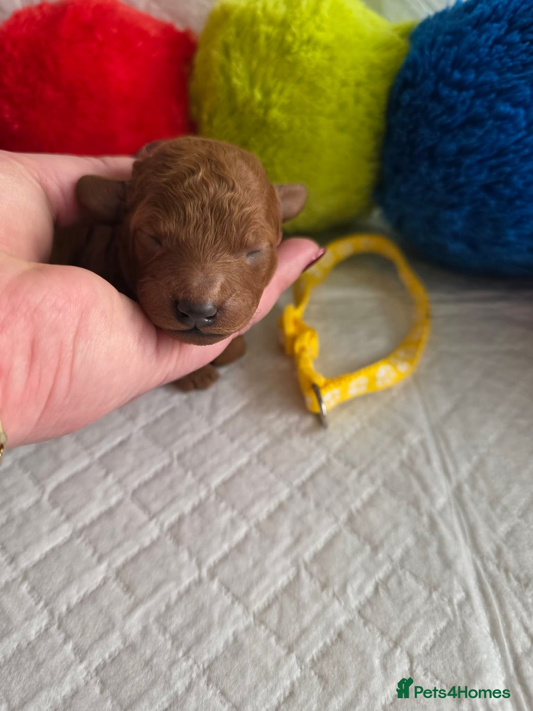 Cavapoo dogs for sale: 🥇 Finest Quality Beautiful F1b Cavapoos 🥇 - Advert 11