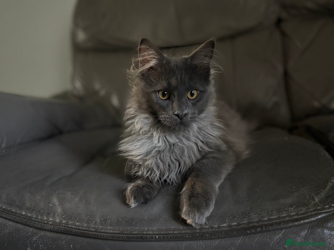 Maine Coon cats for sale: Beautiful Maine coon kittens  in Wednesbury - Image 1