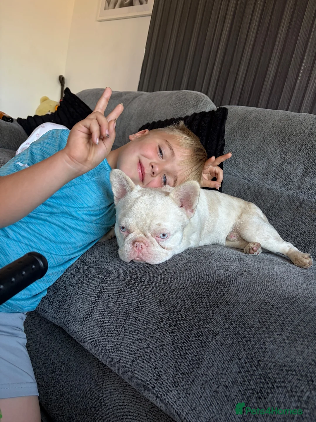 French Bulldog dogs for sale: Beautiful albino male  - Advert 10