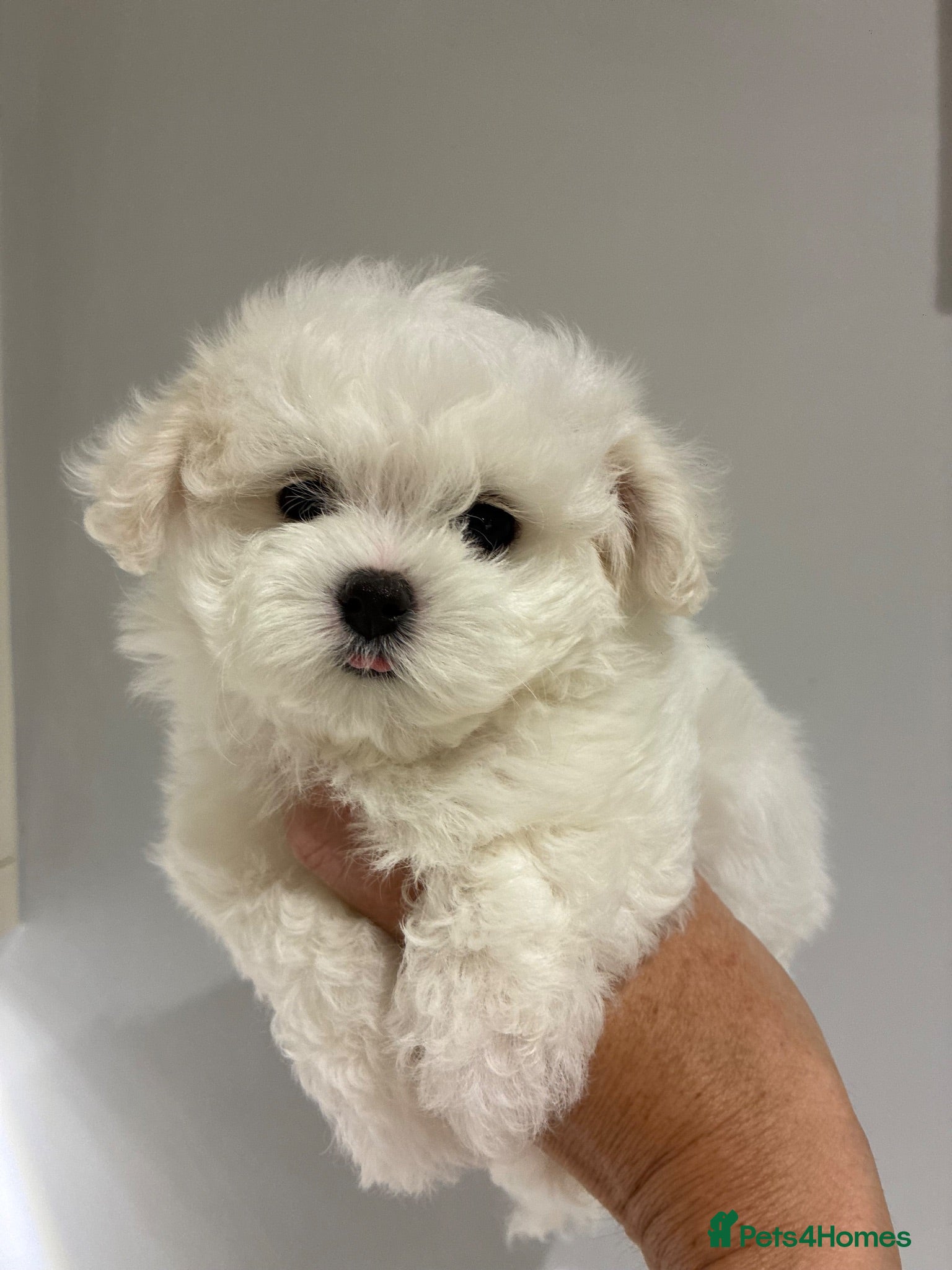 Maltipoo dogs 2 Left Exceptional Micro Asian Maltipoo’s, girls  - Advert 13