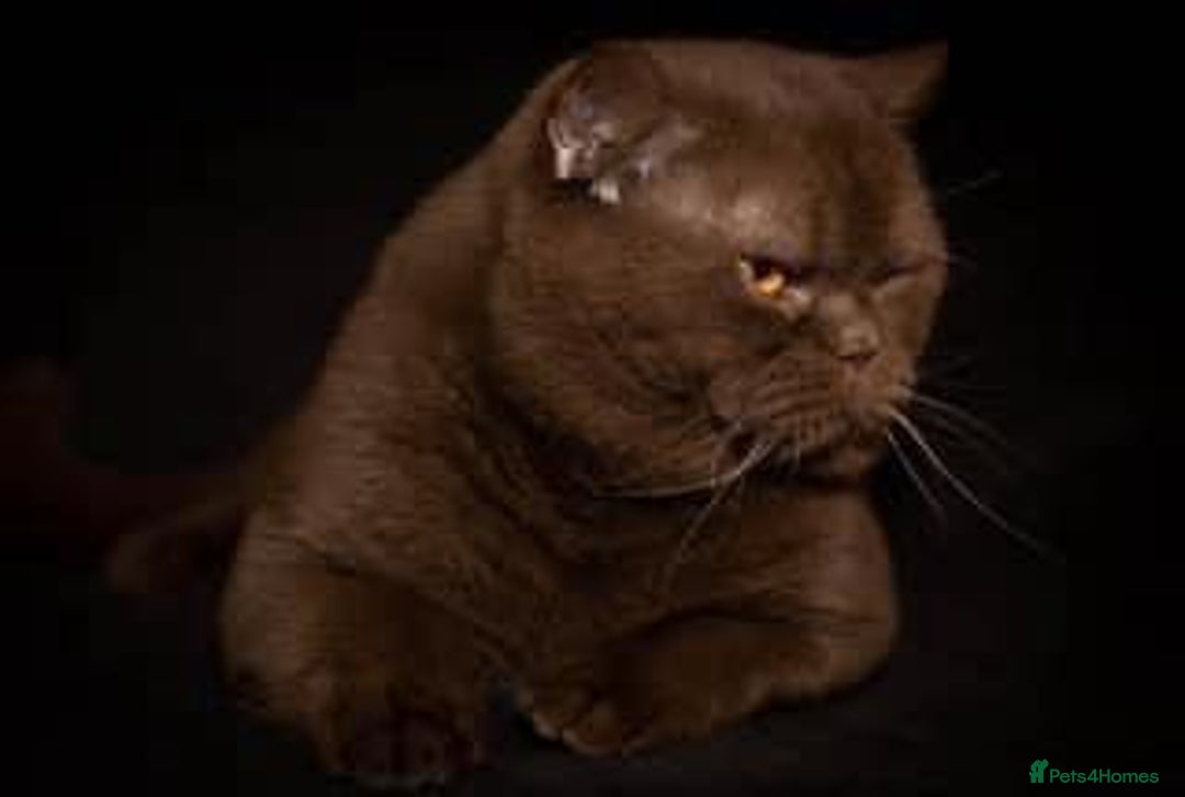 British Shorthair cats for sale: 🤎gccf redgistered British Shorthair Kittens🤎 - Image 12