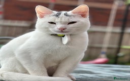 Abyssinian cats for sale: Poli  - Image 2