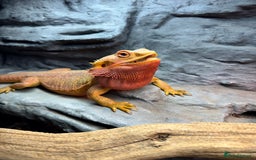 Bearded Dragon reptiles for sale: Mango my bearded dragon and vivarium  - Image 2
