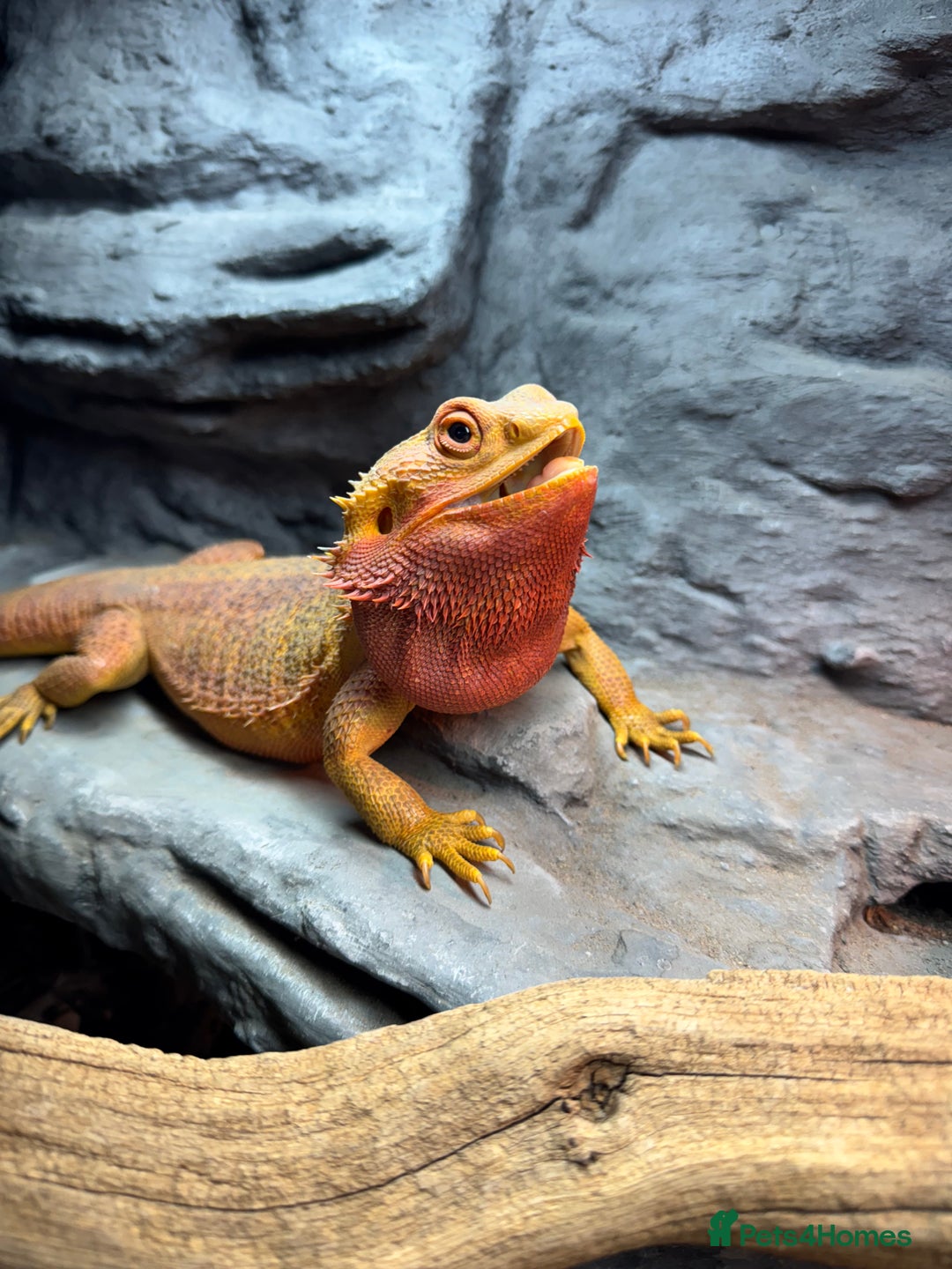 Bearded Dragon reptiles for sale: Mango my bearded dragon and vivarium  - Image 2