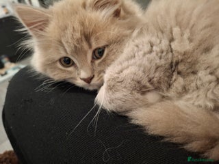 British Longhair cats 2 x beautiful BLH kittens for sale - Advert 1