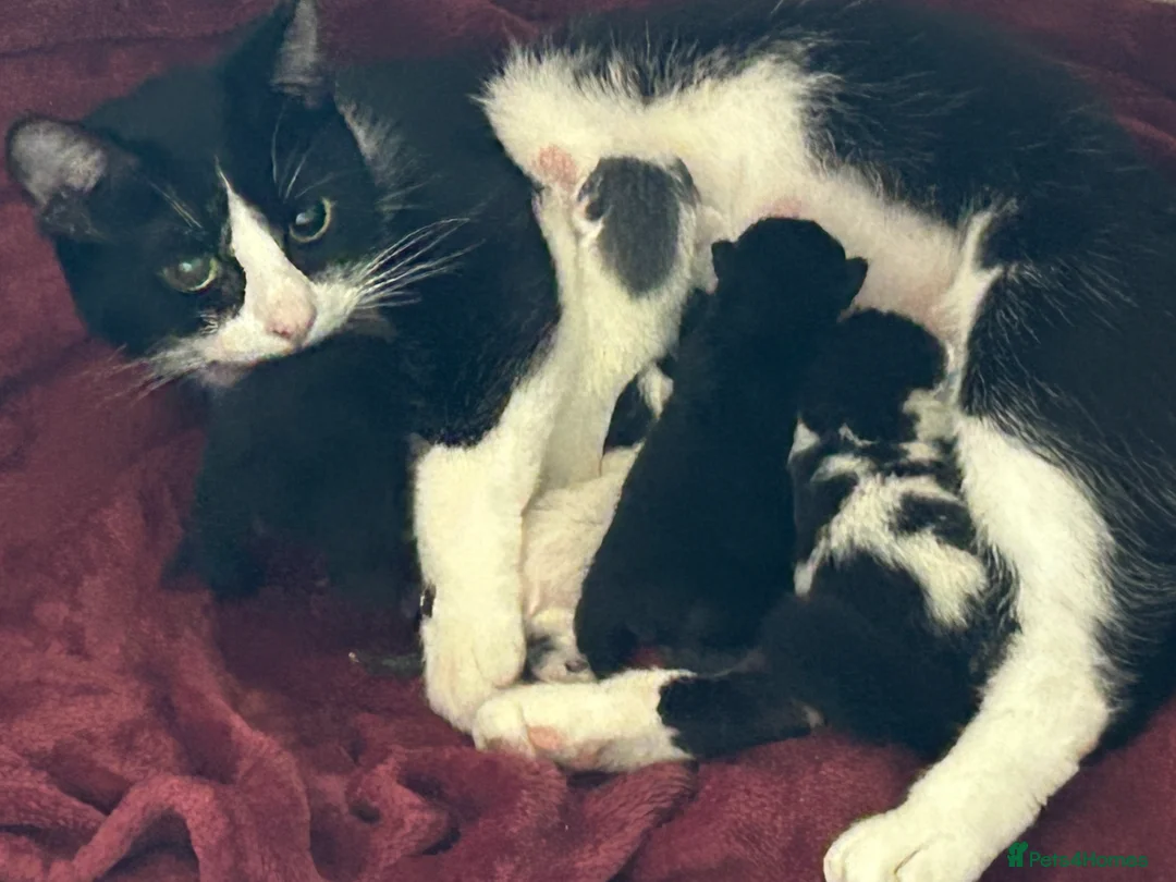 Mixed Breed cats for sale: Gorgeous rare kitten  - Advert 1