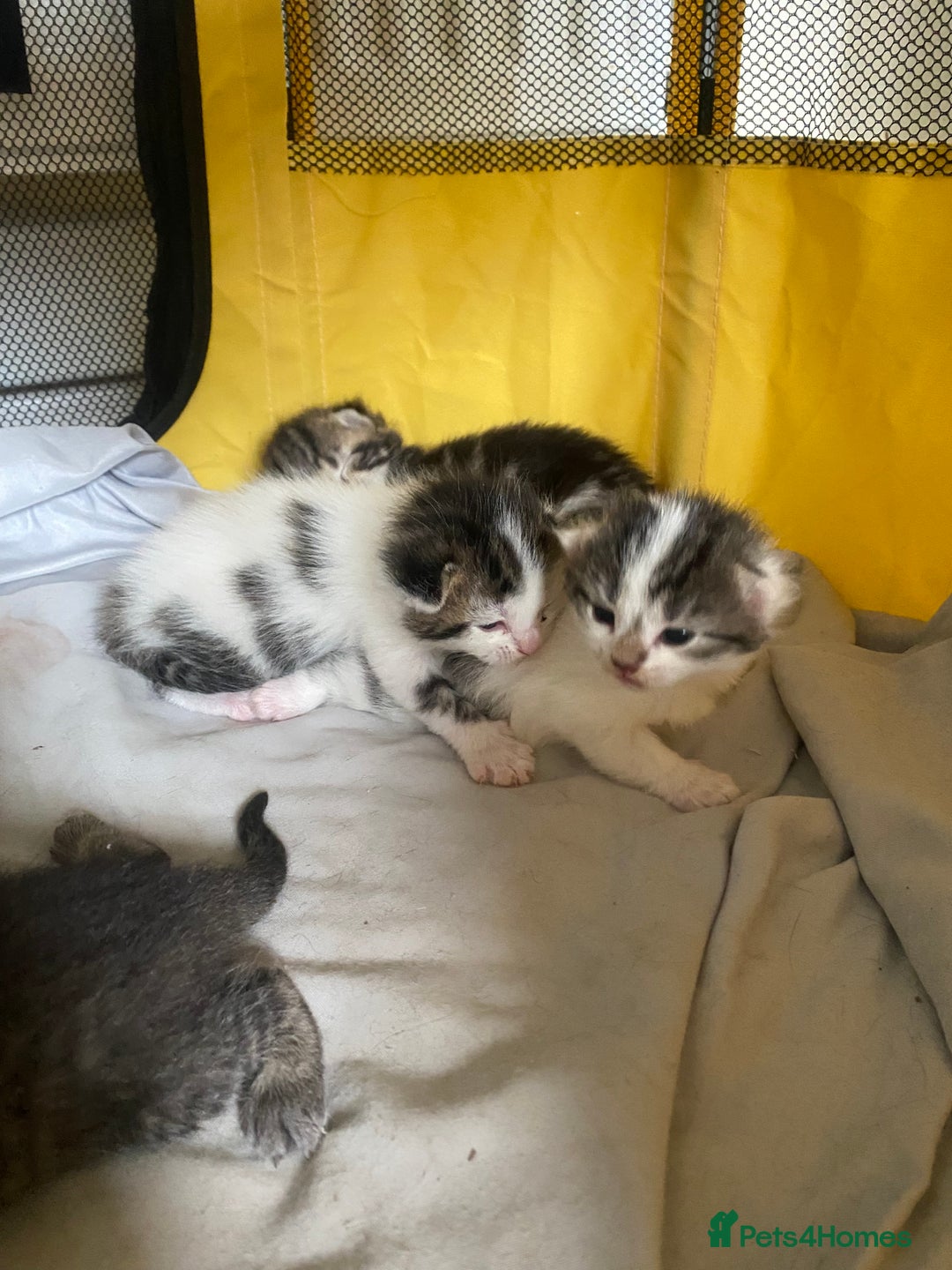 British Shorthair cats for sale: 4 kittens for sale  - Image 14