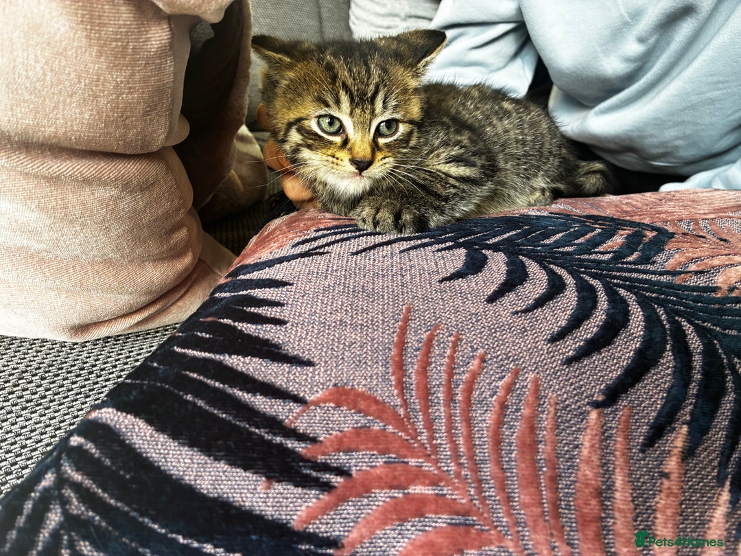 Mixed Breed cats for sale: 4 male kittens  - Advert 2