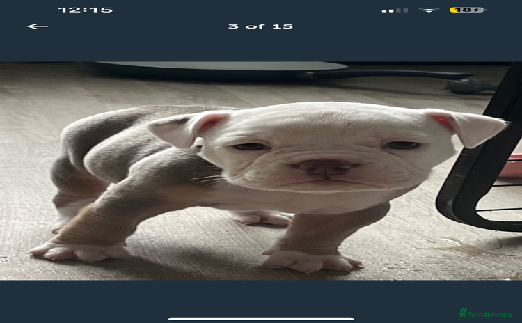 Olde English Bulldogge dogs - Advert 1