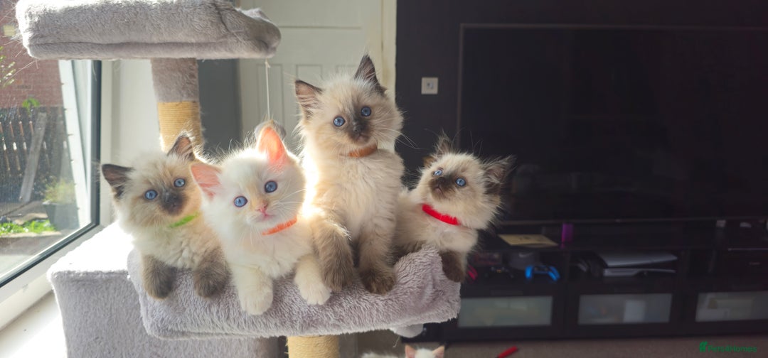 Ragdoll cats for sale: Ragdoll kittens  - Image 5