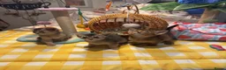 Abyssinian cats for sale: Three Abyssinian sisters looking for a new home - Advert 7