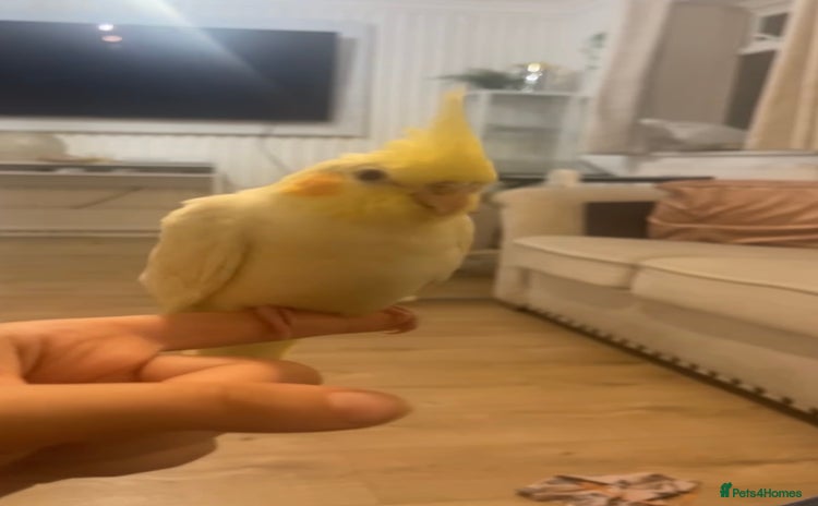 Cockatiels birds - Advert 3