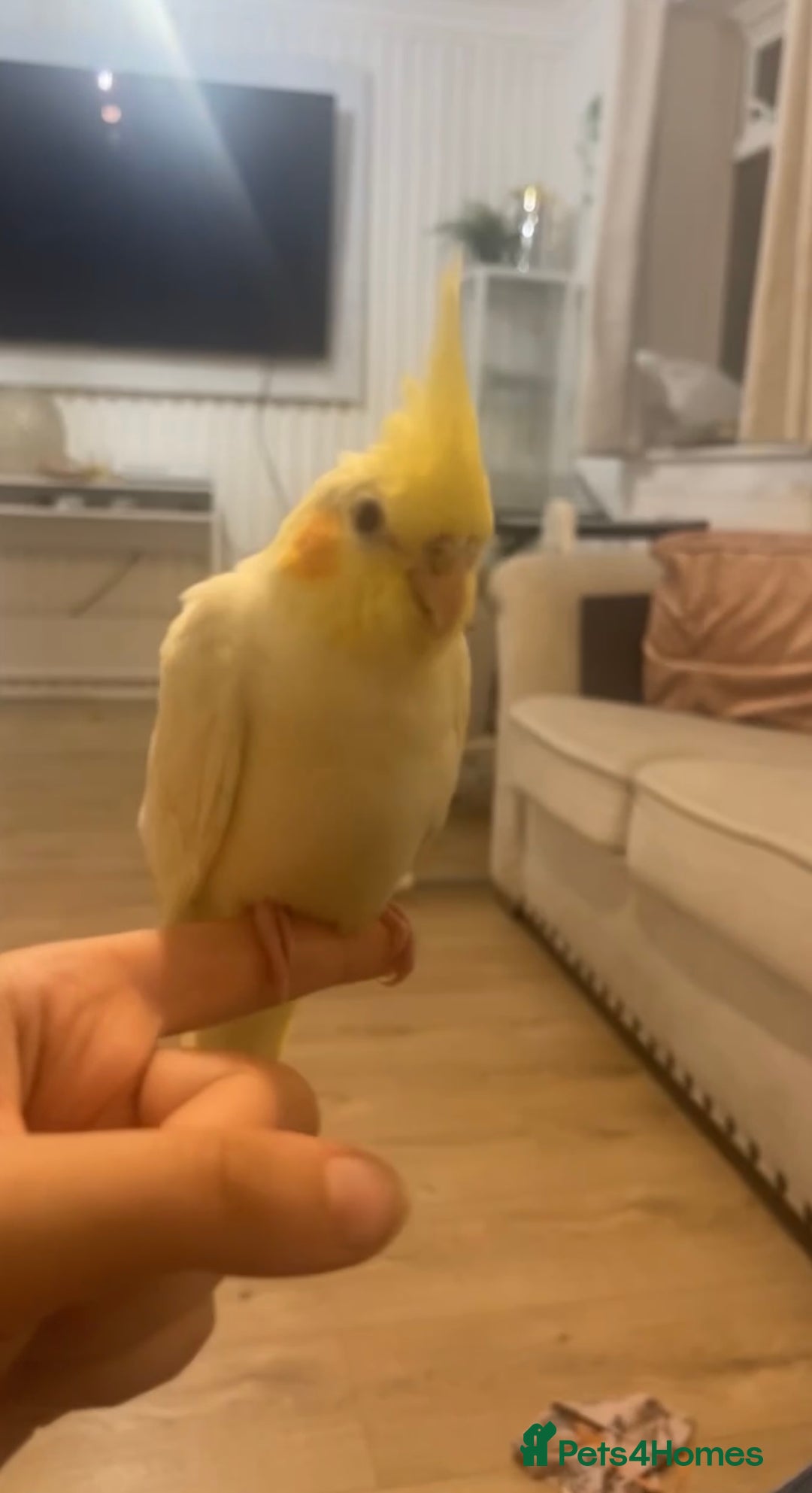 Cockatiels birds for sale: Tamed friendly cockatiel for sale  - Image 1