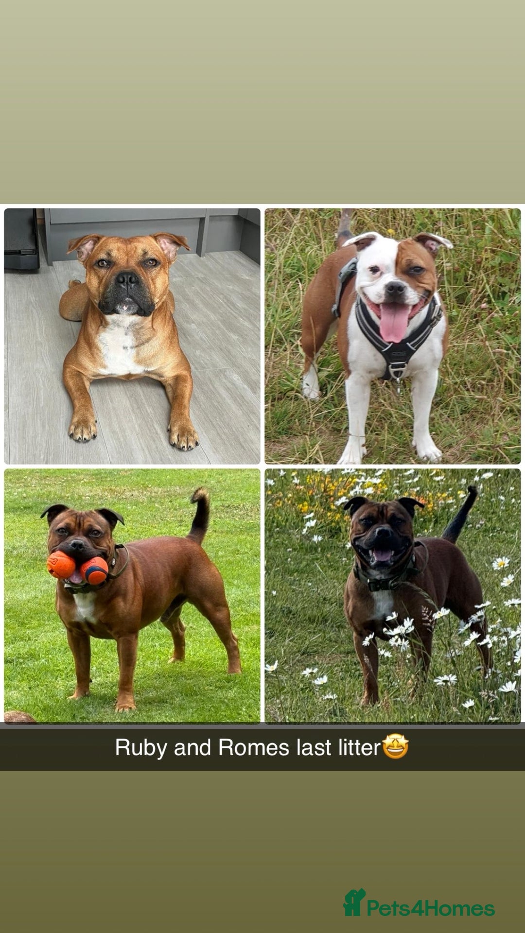 Staffordshire Bull Terrier dogs for sale: KC Staffordshire bull terriers 🧡🧡🏆🩸 REDS  - Image 30