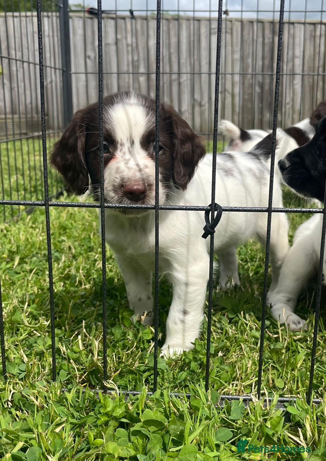 English Springer Spaniel dogs Beautiful English springer spaniel puppies  - Advert 18