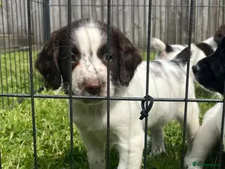 English Springer Spaniel dogs Beautiful English springer spaniel puppies - Advert 18