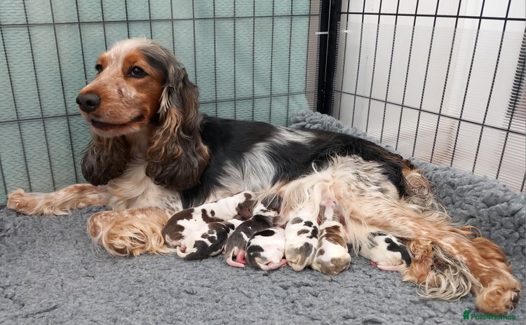 Cocker Spaniel dogs - Advert 4