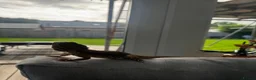 Bearded Dragon reptiles for sale: Rankin dragons  in Blandford Forum - Advert 3