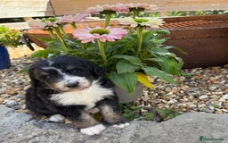 Bernedoodle dogs for sale: Bernadoodle 4 male home bred puppies  - Image 2