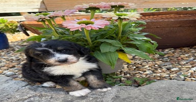 Bernedoodle dogs - Advert 4
