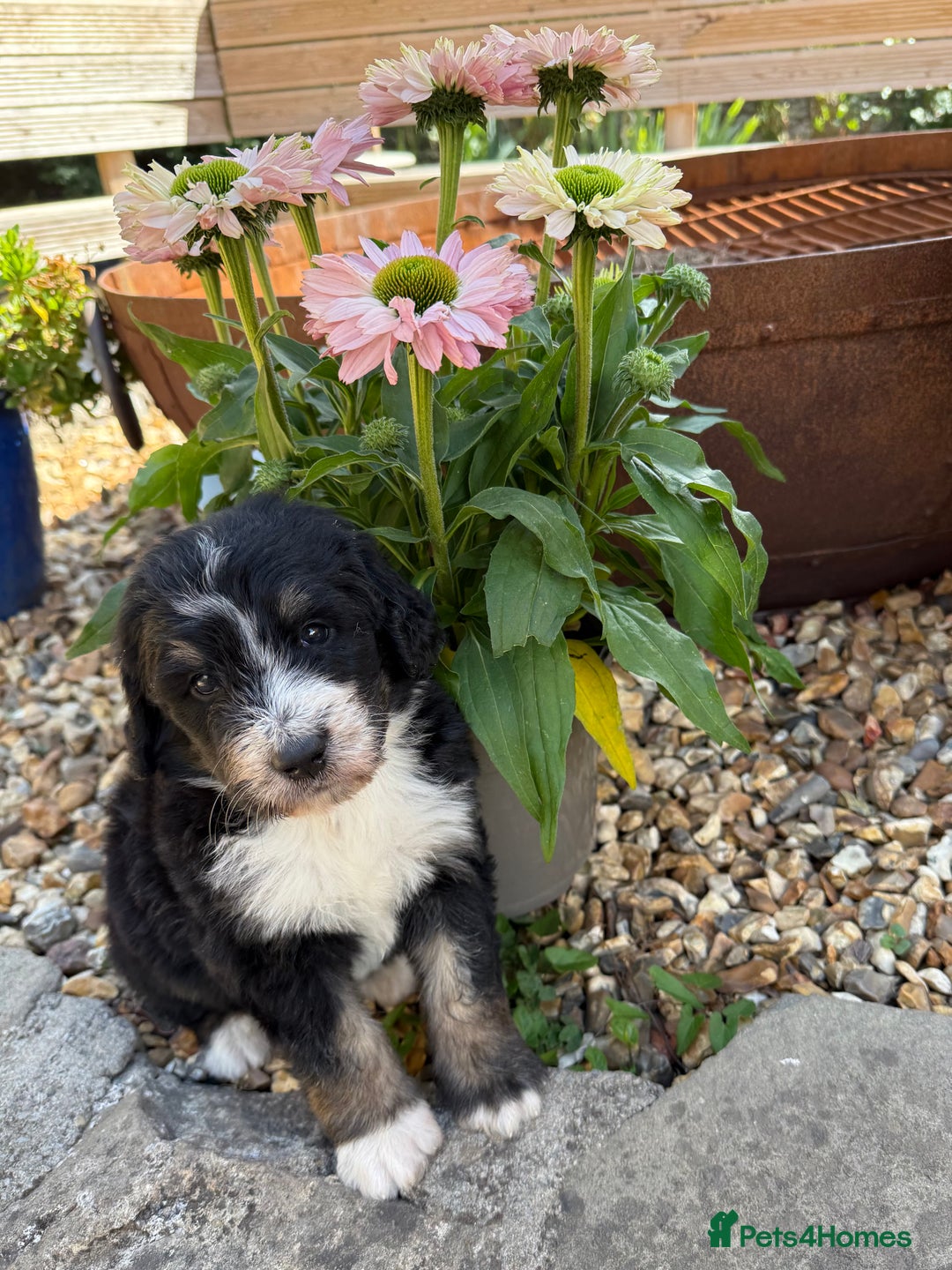 Bernedoodle dogs for sale: Bernadoodle 4 male home bred puppies  - Image 2