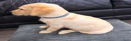 Labrador Retriever dogs for sale: 6x KC Reg Labrador's 3b /3g  2 black 4 Golden - Advert 16