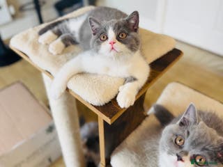 British Shorthair cats British Shorthair - Ready now - GCCF registered - Advert 20