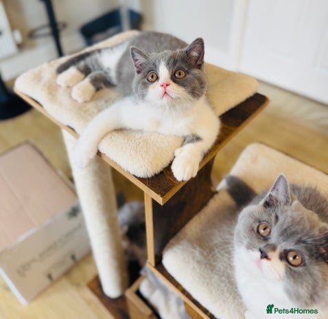 British Shorthair cats BSH LAST BOY - GCCF REG - READY IN 2 WEEKS - Advert 10