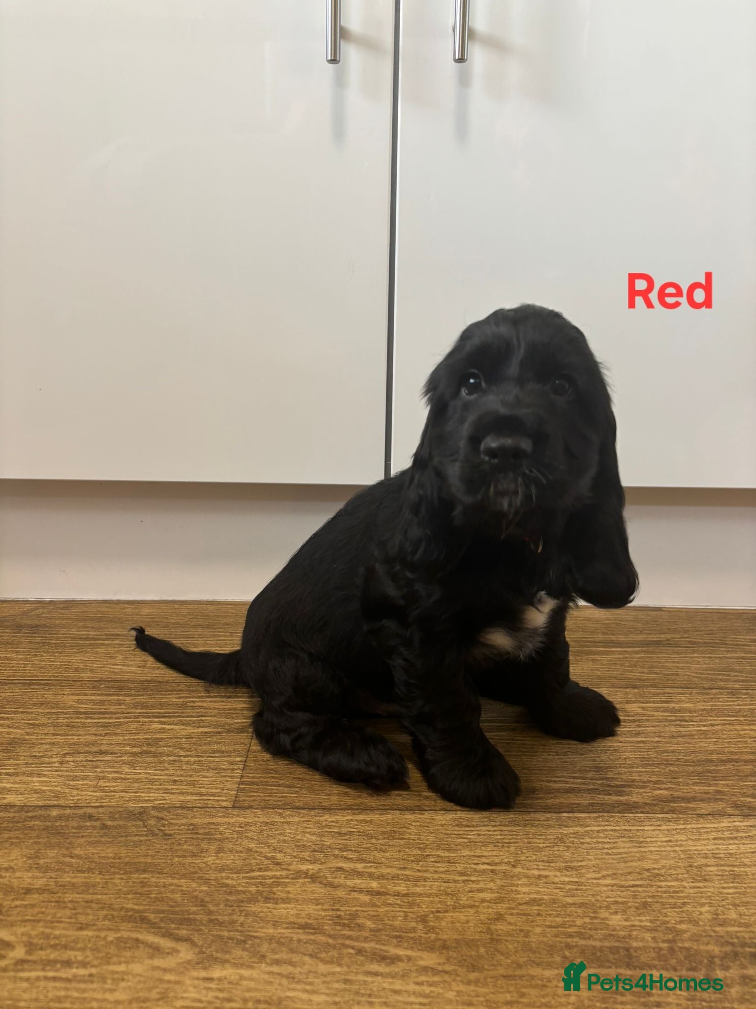 Cocker Spaniel dogs Show Type Cocker Spaniels Puppies - Advert 17