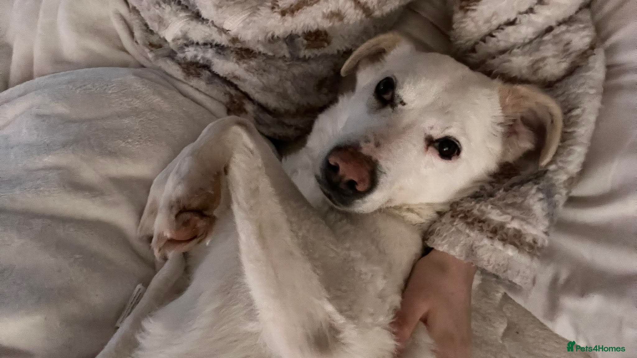 Mixed Breed dogs Macy Moo - Advert 1