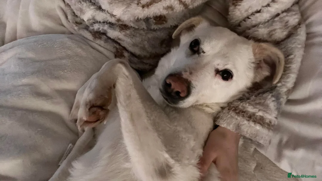 Mixed Breed dogs for adoption: Macy Moo - Advert 1