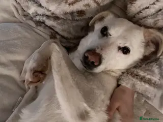 Mixed Breed dogs Macy Moo - Advert 14