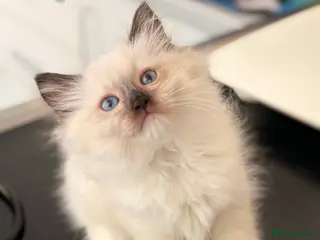 Ragdoll cats Ready 1st Aug! Ragdoll Kittens GCCF pedigree - Advert 4