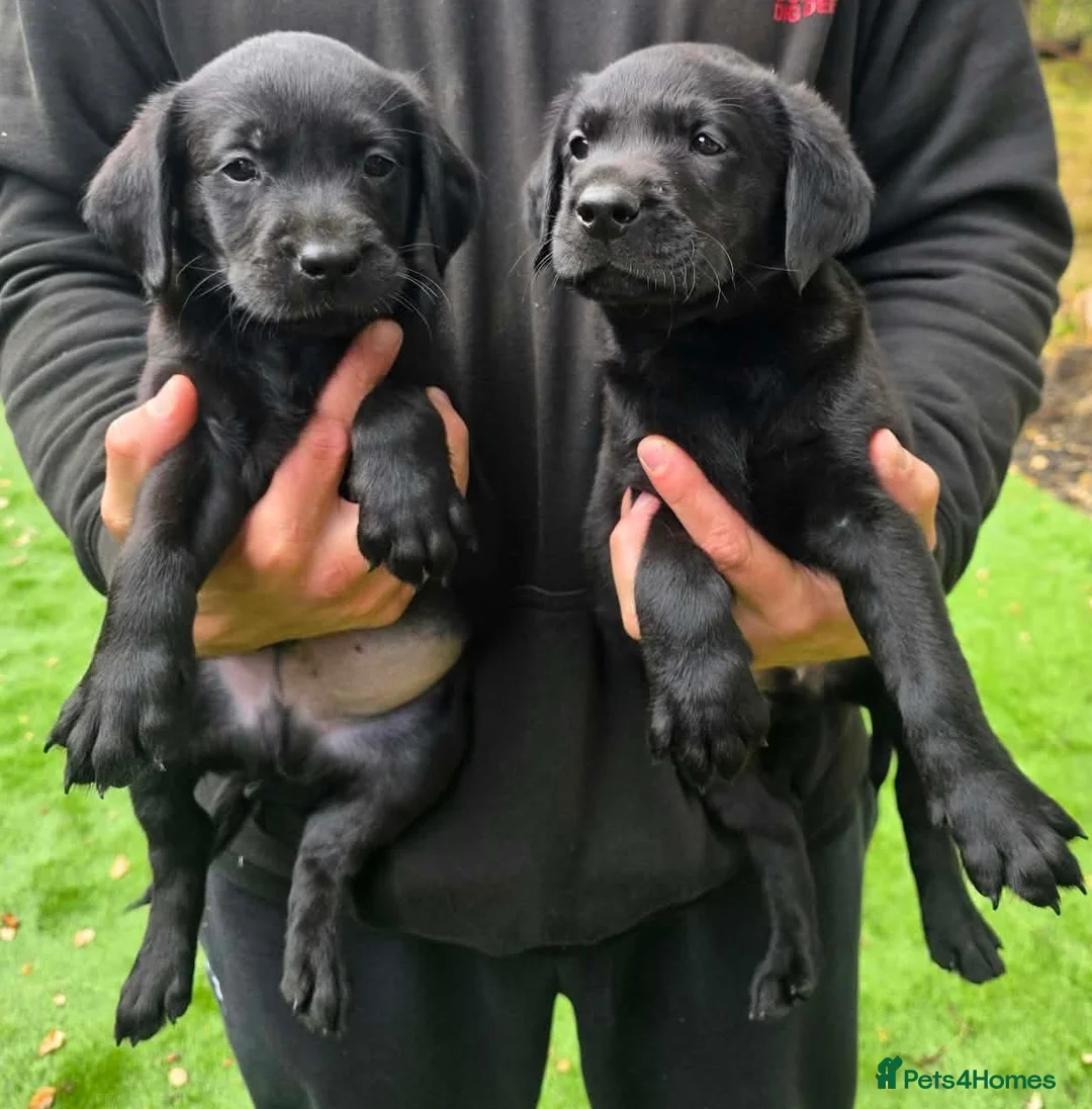 Labrador Retriever dogs for sale: KC Labrador pups in Dunfermline - Advert 1