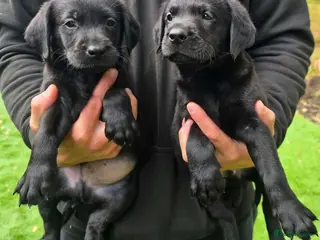 Labrador Retriever dogs KC Labrador pups - Advert 1