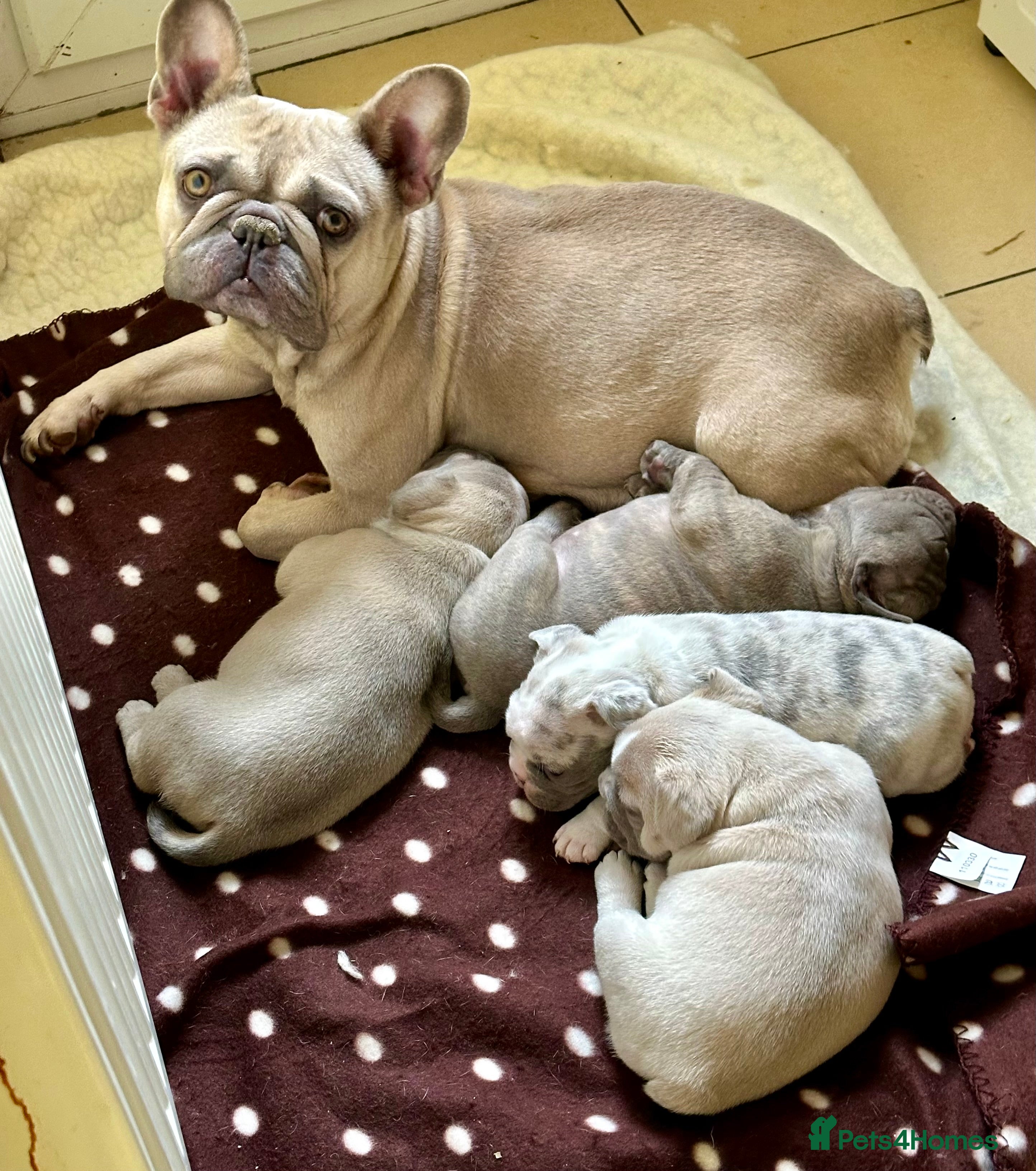 French Bulldog dogs French Bulldog Puppies  - Advert 2