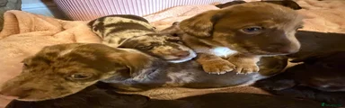 Mixed Breed 7