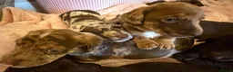 Mixed Breed dogs for sale: Doxie puppies  - Advert 4