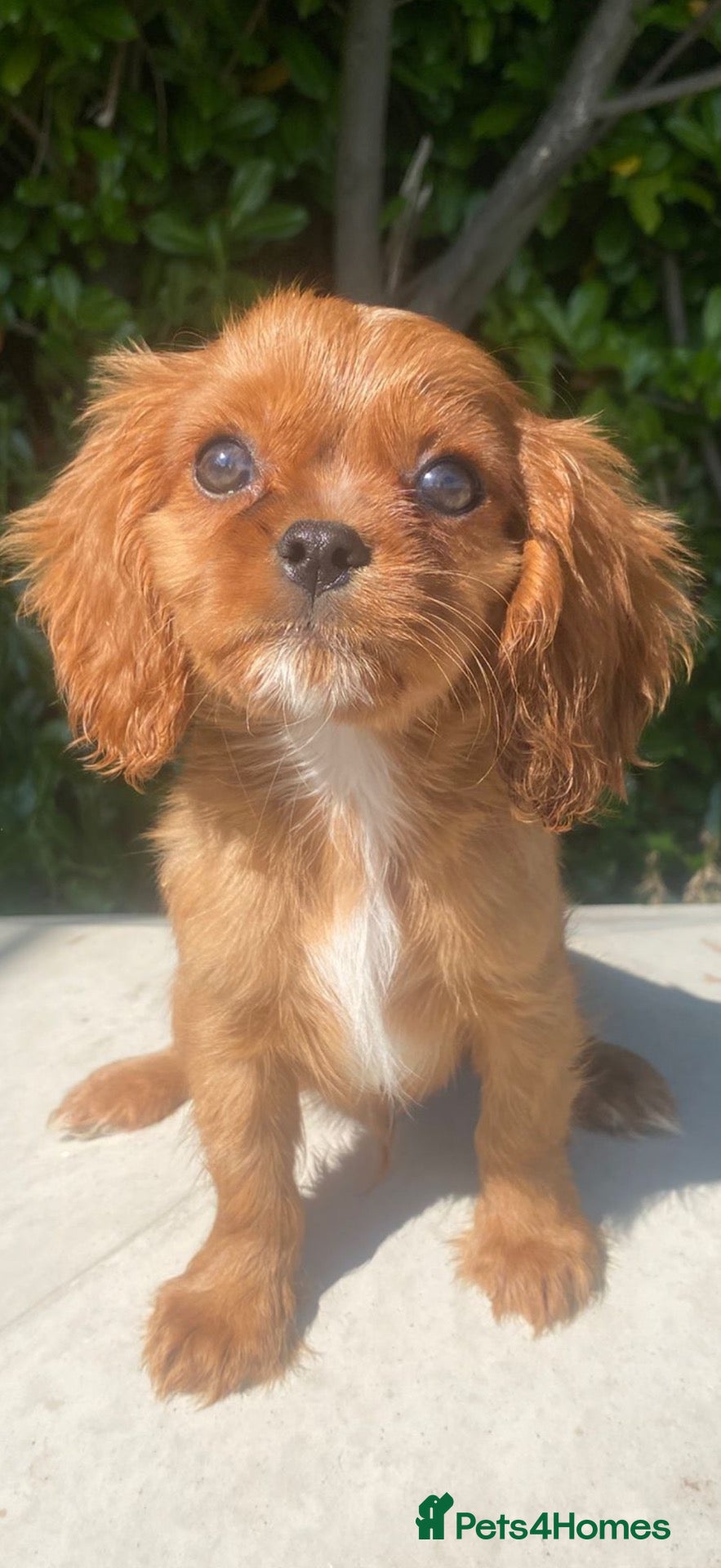 Cavalier King Charles Spaniel dogs Beautiful cavalier King Charles puppies 🩷💙 - Advert 2
