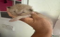Ragdoll cats for sale: Ragdoll x British blue ONE MALE - Image 13